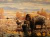 Watering Bison