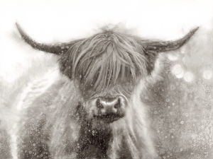 Highlands Cow